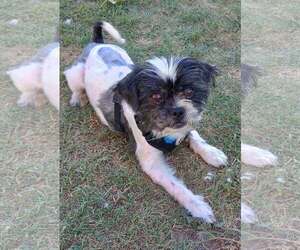 Shih Tzu-Unknown Mix Dogs for adoption in Visalia, CA, USA
