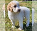 Small Photo #10 Goldendoodle Puppy For Sale in TARBORO, NC, USA