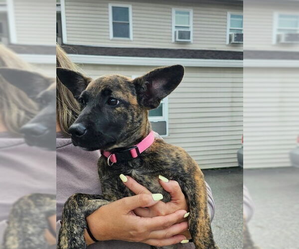 Medium Photo #27 Mutt Puppy For Sale in Brewster, NY, USA