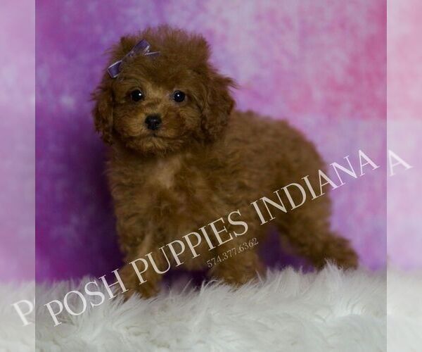 Medium Photo #65 Poodle (Miniature) Puppy For Sale in WARSAW, IN, USA