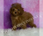 Small Photo #65 Poodle (Miniature) Puppy For Sale in WARSAW, IN, USA