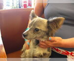 Small Chihuahua Mix