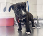 Small Mutt