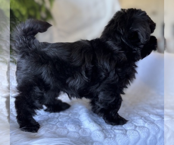 Medium Photo #6 Morkie Puppy For Sale in ROCK STREAM, NY, USA