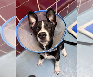 Pooky - Male Border Collie-Unknown Mix Dog for Adoption - Photo #2