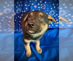 Small #3 Australian Kelpie Mix