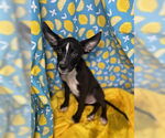 Small #1 Border Collie Mix
