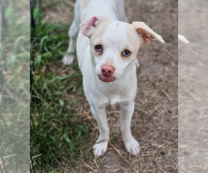Chihuahua-Unknown Mix Dogs for adoption in Cranston, RI, USA