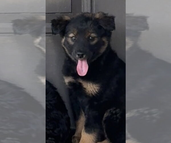 Medium Photo #2 Mutt Puppy For Sale in The Woodlands, TX, USA