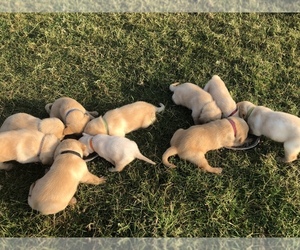 Labrador Retriever Puppy for sale in COMMERCE, TX, USA