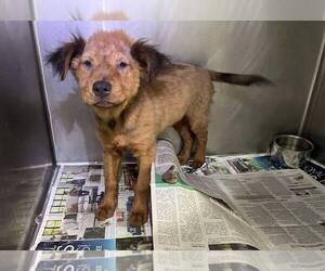 Chow Chow-Unknown Mix Dogs for adoption in New York, NY, USA
