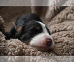 Small Photo #42 Bernedoodle Puppy For Sale in ELMWOOD, IL, USA