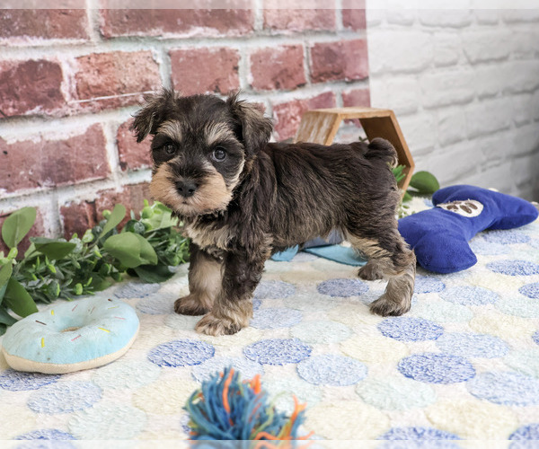 Medium Photo #4 Schnauzer (Miniature) Puppy For Sale in SYRACUSE, IN, USA