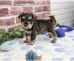 Small #3 Schnauzer (Miniature)