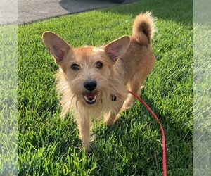 Norfolk Terrier Dogs for adoption in Newport Beach, CA, USA