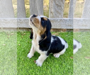 Basset Hound Puppy for sale in SCOTTSBLUFF, NE, USA