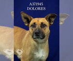DOLORES - Female Rhodesian Ridgeback Dog for Adoption - Small photo