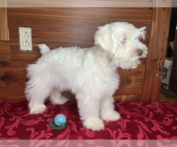 Medium Photo #1 Schnauzer (Miniature) Puppy For Sale in BIG CABIN, OK, USA