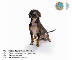 Black and Tan Coonhound-Unknown Mix Dogs for adoption in Mobile, AL, USA