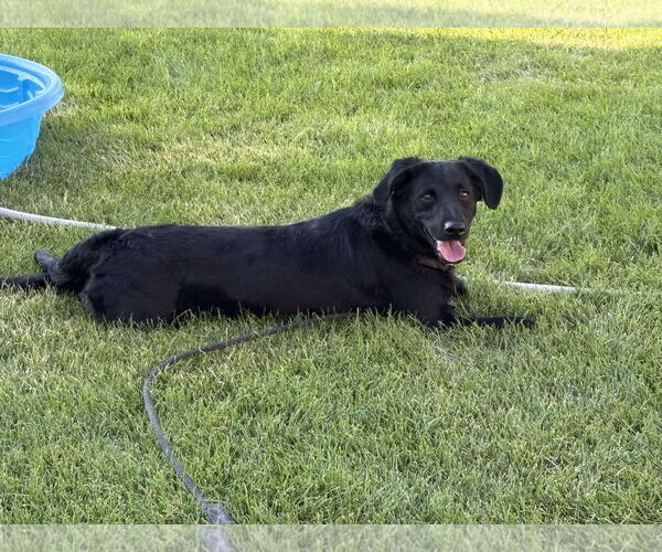 Medium Photo #4 Labrador Retriever-Unknown Mix Puppy For Sale in Sandy, UT, USA