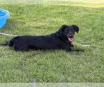 Small #3 Labrador Retriever Mix
