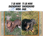 Small #9 Dachshund