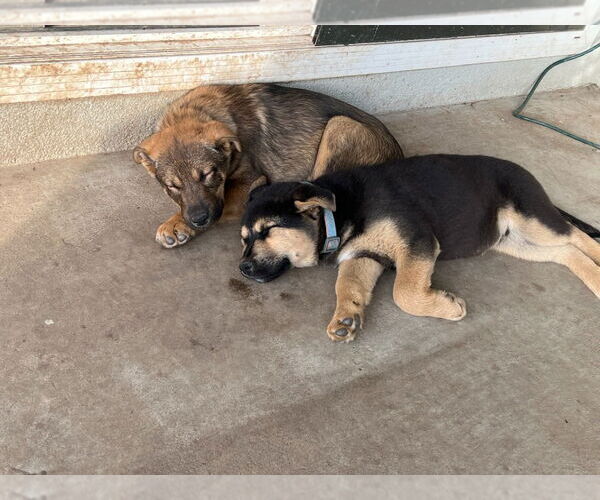 Medium Photo #2 German Shepherd Dog Puppy For Sale in Modesto, CA, USA