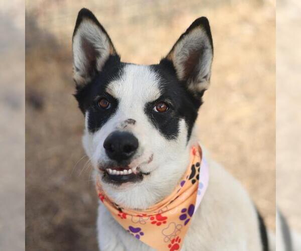 Medium Photo #1 Mutt Puppy For Sale in San Antonio, TX, USA