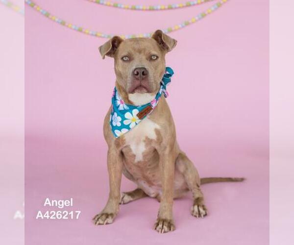 Medium Photo #1 Mutt Puppy For Sale in Conroe, TX, USA