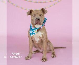 Mutt Dogs for adoption in Conroe, TX, USA