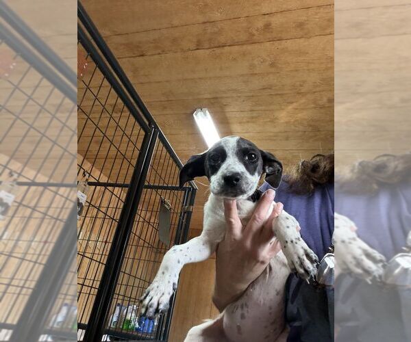 Medium Photo #1 Mutt Puppy For Sale in Elmsford, NY, USA