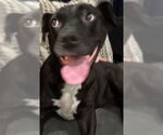 Small #1 Labrador Retriever Mix
