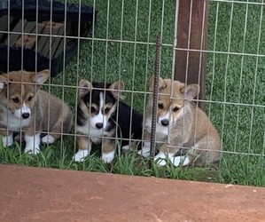Pembroke Welsh Corgi Puppy for sale in BURLESON, TX, USA