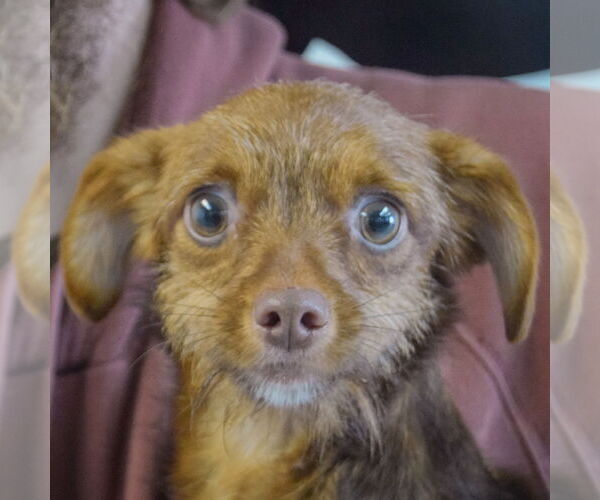 Medium Photo #5 Chihuahua-Unknown Mix Puppy For Sale in Huntley, IL, USA