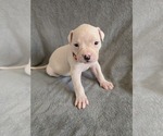 Puppy Puppy 9 American Bulldog