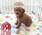 Small #6 Cock-A-Poo-Poodle (Miniature) Mix