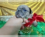 Small Photo #88 French Bulldog Puppy For Sale in HAYWARD, CA, USA