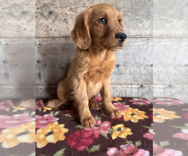 Medium Photo #17 Golden Retriever Puppy For Sale in VERMONTVILLE, MI, USA