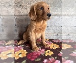 Small #16 Golden Retriever