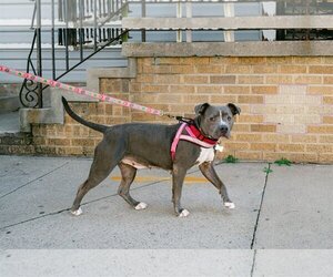 American Staffordshire Terrier-Staffordshire Bull Terrier Mix Dogs for adoption in New Orleans, LA, USA
