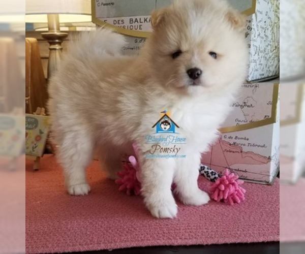 Medium Photo #29 Pomsky Puppy For Sale in RAMSEY, MN, USA