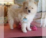 Small Photo #29 Pomsky Puppy For Sale in RAMSEY, MN, USA