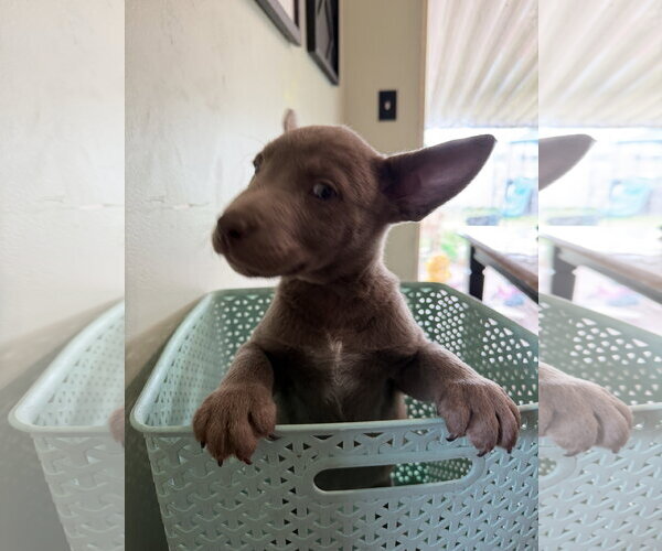 Medium Photo #3 Labrador Retriever-Unknown Mix Puppy For Sale in Sandy, UT, USA