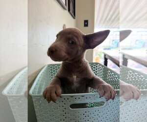 Chuckie Finster - Male Labrador Retriever-Unknown Mix Dog for Adoption - Photo #3