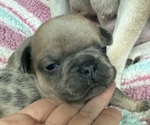 Puppy Grey boy 2 French Bulldog
