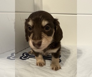 Dachshund Puppy for sale in CHARLOTTESVILLE, VA, USA