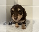 Image preview for Ad Listing. Nickname: Godiva