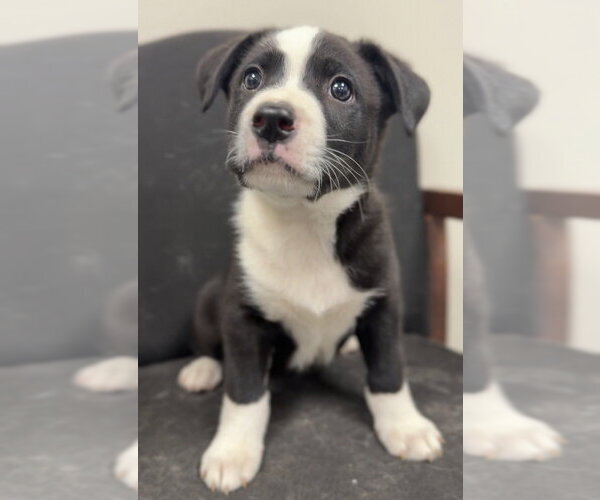 Medium Photo #2 Mutt Puppy For Sale in Bemidji, MN, USA