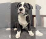Small #1 Mutt