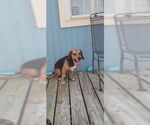 Small #22 Beagle